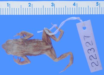 Media type: image; Herpetology A-22327